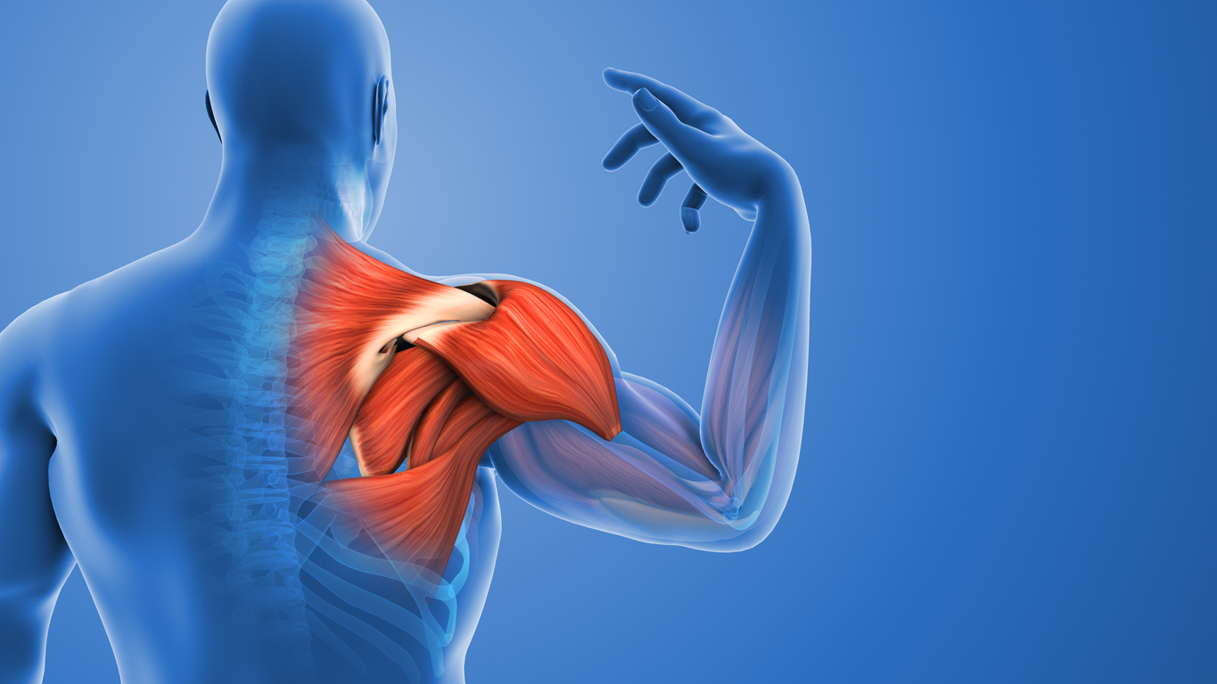 Medical illustration of shoulder pain and inflammation