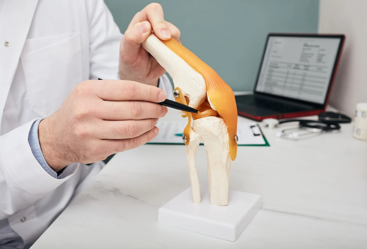 Doctor pointing at meniscus on model of knee